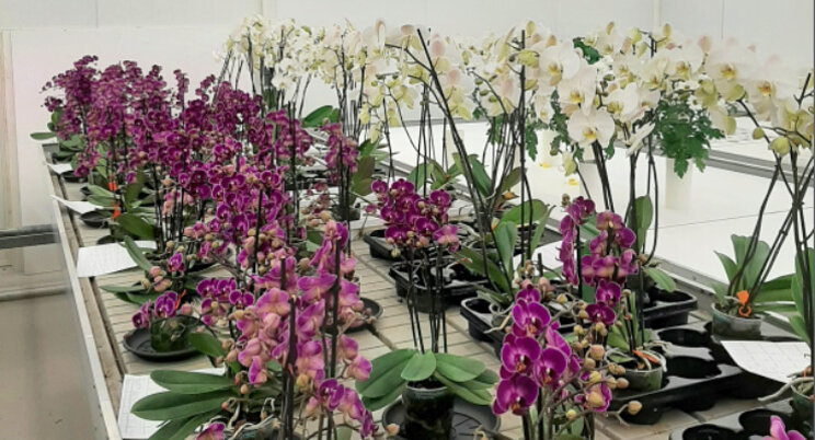 Balans natrium-kalium checken bij phalaenopsis