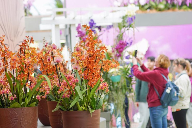 Orchidee op Keukenhof