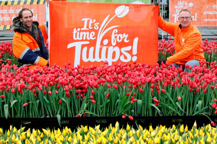 Aftellen naar Nationale Tulpendag op 20 januari