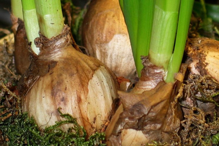 Nieuwe editie broeierijboek tulp