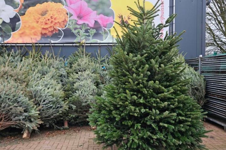 Gespot: Kerstbomen