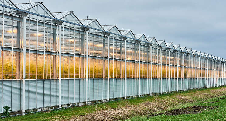 Spint- en galmijten bestrijden met Naturalis-L