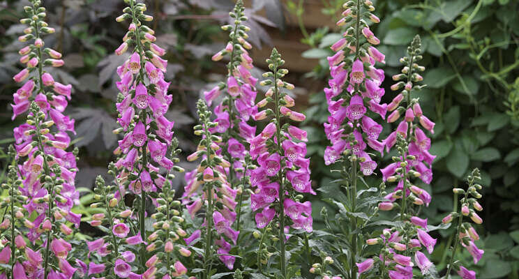 Digitalis Panther breed verkrijgbaar