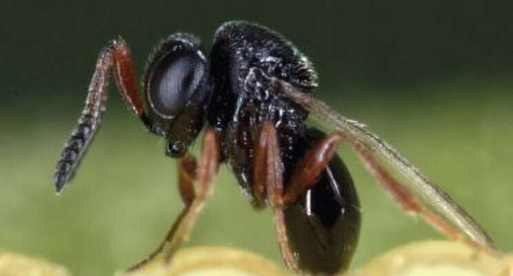 Benfried en Bioplanet introduceren Trissolcus