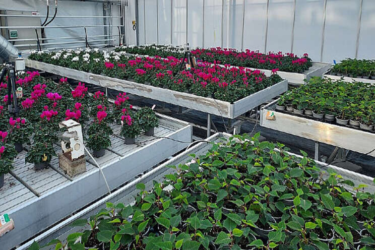 Teeltversnelling cyclamen, moeizame start poinsettia