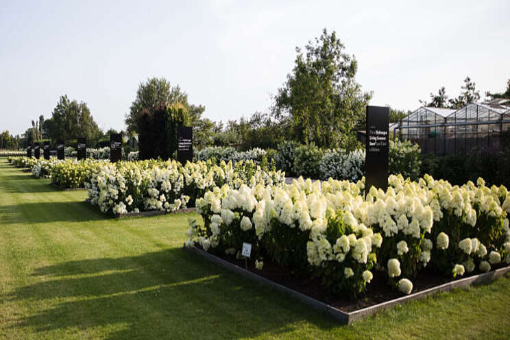 Bezoek epicentrum van de Hydrangea paniculata 