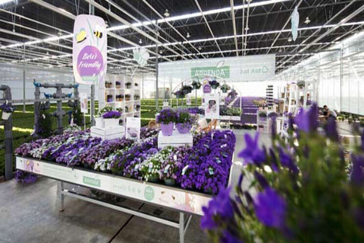 Digitale Campanula showdagen