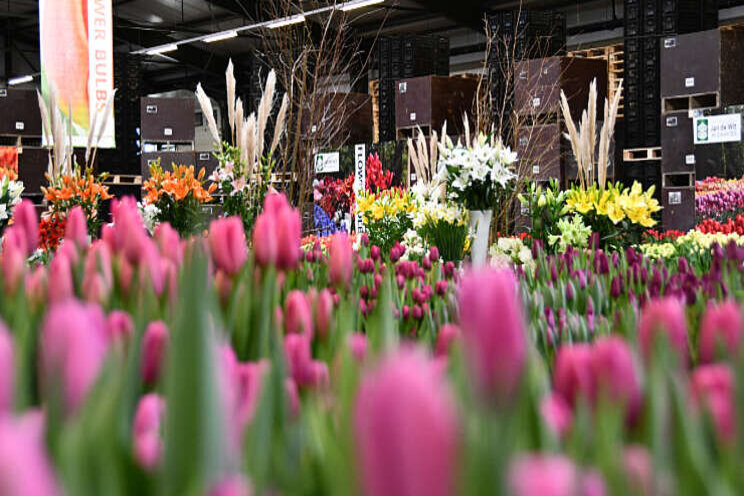 Online tulpenshow